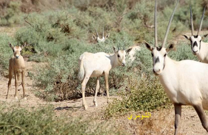 عاجل.. المحميات الطبيعية – الحيوانات والنباتات النادرة في الأردن.
