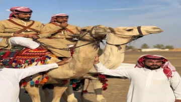 عاجل.. شاهد: رحلة أسطورية على الإبل من الأردن للسعودية تكريماً للملك الحسين – والاستقبال صادم!