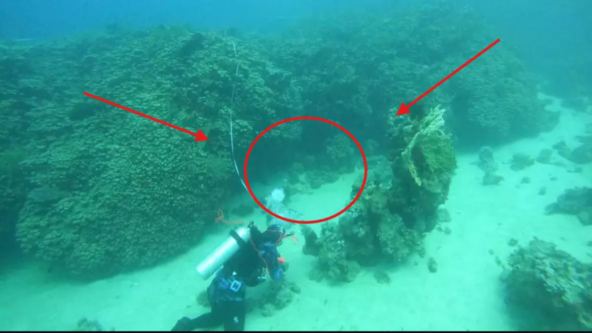 عاجل.. اكتشاف كنز لا يوجد له مثيل في العالم بباطن البحر في السعودية .. والبهجة تدخل على جميع المواطنيين!