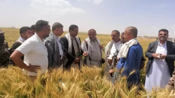 عاجل.. عاجل: أول مرة في التاريخ.. مزارعو ريمة يكتشفون “الذهب الأخضر” – 100% نجاح صادم قد ينهي استيراد الزيتون!