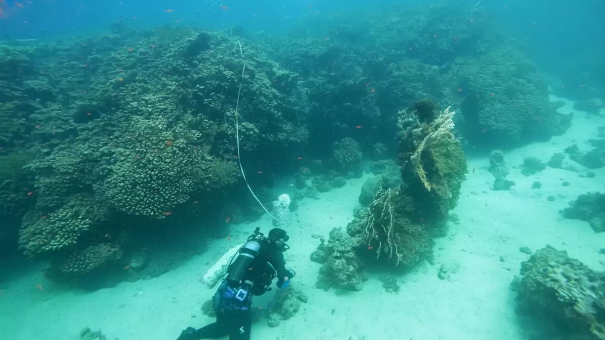 عاجل.. عاجل: اكتشاف كنز عمره 800 عام في أعماق البحر الأحمر بالسعودية… العلماء في صدمة والعالم يترقب!