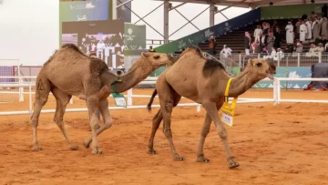 عاجل.. عاجل: نايف العتيبي يحقق لقب الذهب في مهرجان الإبل الأكبر بالمملكة – المنافسة كانت نارية!