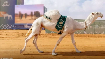 عاجل.. عاجل: النهدي يحقق إنجازاً تاريخياً… يحصد 5 مراكز متتالية في مهرجان الملك عبد العزيز للإبل!