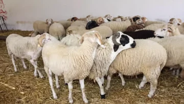 عاجل.. عاجل: صدمة أسعار اللحوم في عدن اليوم… الثور بـ 1.7 مليون والماعز يفوق الـ 230 ألف!