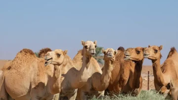 عاجل.. عاجل: غرامة 50 ألف ريال لمن لا يتفقد حيواناته يومياً… والنيابة تحذر من مضاعفة العقوبة!