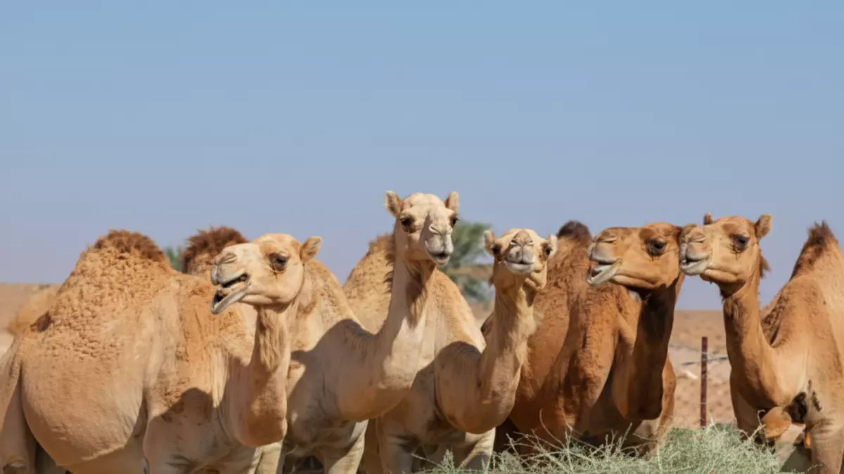 عاجل.. عاجل: غرامة 50 ألف ريال لمن لا يتفقد حيواناته يومياً… والنيابة تحذر من مضاعفة العقوبة!