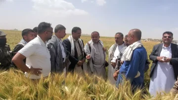 عاجل.. عاجل: معجزة زراعية في ريمة تهز العالم… 100% نجاح لأشجار الزيتون من أول موسم!