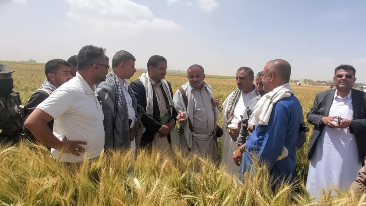 عاجل.. عاجل: معجزة زراعية في ريمة تهز العالم… 100% نجاح لأشجار الزيتون من أول موسم!