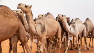 عاجل.. صادم: “تركي آل حثلين” يدفع 5 ملايين ريال ثمن غش مدمر… كيف خدع نادي الإبل بحيلة إلكترونية؟