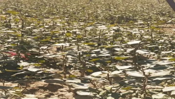 عاجل.. عاجل: موجة برد قاتلة تجتاح 12 محافظة يمنية… المحاصيل مهددة بالتدمير الكامل!