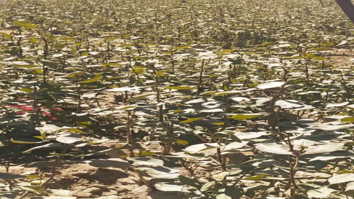 عاجل.. عاجل: موجة برد قاتلة تجتاح 12 محافظة يمنية… المحاصيل مهددة بالتدمير الكامل!