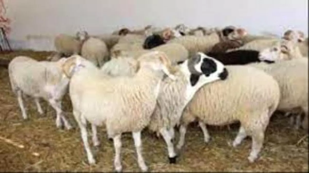 عاجل.. عاجل: انفجار أسعار اللحوم في عدن – الكيلو بـ 350 ألف ريال!