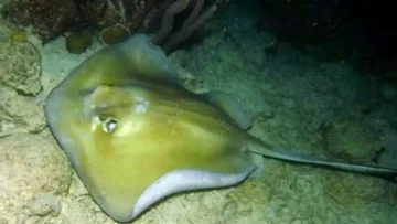 عاجل.. عاجل: سمكة “أبو سَفَن” القاتلة تغزو سواحل اليمن… عشرات الضحايا والسلطات تُحذر: خطر الموت محدق!