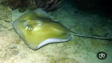 عاجل.. عاجل: سمكة “أبو سَفَن” القاتلة تغزو سواحل اليمن – عشرات الضحايا والخفر يحذر: الاقتراب = الموت!