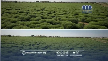 عاجل.. عاجل: اليمن تحقق معجزة اقتصادية بـ “الكمون والبطاطس”… توقف الاستيراد بـ 4 ملايين يورو وتحضر للتصدير!