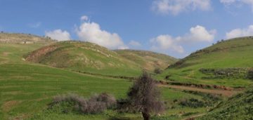 عاجل.. الكورة تبدأ حملة زراعة 30 ألف شجرة خلال العام الحالي