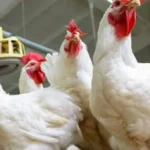 أسعار الفراخ البيضاء اليوم الجمعة ما بين 70 و71 جنيهًا للكيلو.. البانيه بكام؟