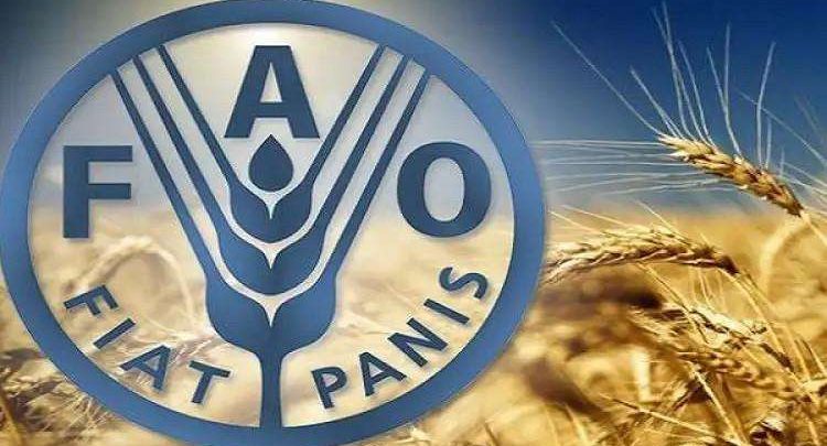 7.8 % نسبة الجوع عالميًا.. والفاو تحذر من استمرار تحديات الأمن الغذائي في أفريقيا