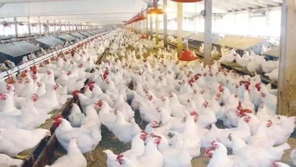 تراجع ملحوظ في أسعار الفراخ والبيض اليوم السبت 18 يوليو