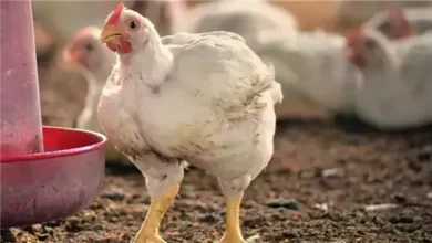 سعر الفراخ البيضاء اليوم الجمعة 28 أغسطس.. مفاجأة للمستهلكين