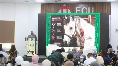 «طب الخيول».. مؤتمر علمي بالجامعة المصرية الصينية يكشف أحدث التطورات في التشخيص والعلاج