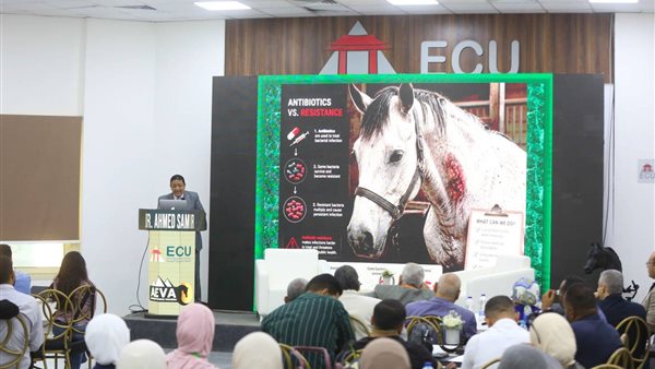 «طب الخيول».. مؤتمر علمي بالجامعة المصرية الصينية يكشف أحدث التطورات في التشخيص والعلاج