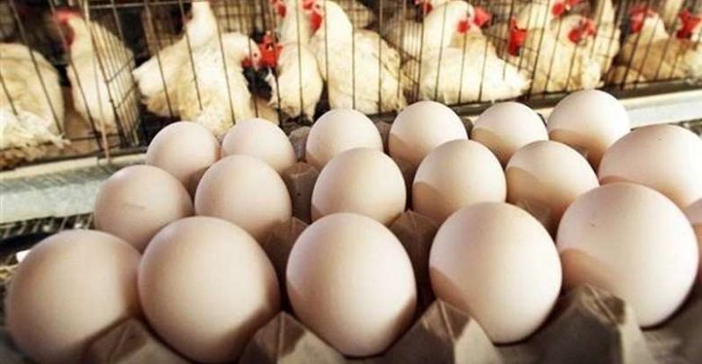 فائض الإنتاج يضغط على المنتجين.. اتحاد الدواجن يقترح إدراج البيض والدواجن بالتموين