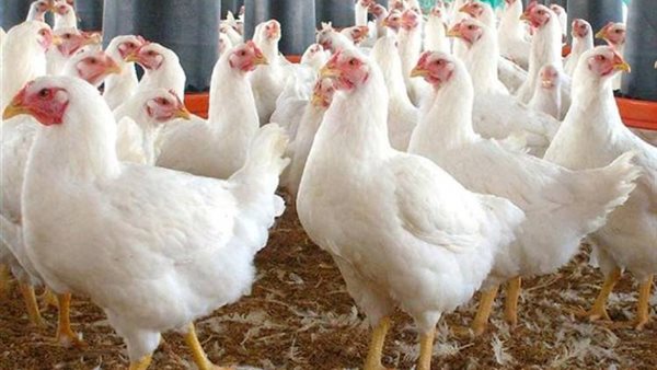 ارتفاع سعر الفراخ البيضاء اليوم.. مفاجأة جديدة في أسعار الدواجن