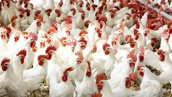 انخفاض جديد يلفت الأنظار.. سعر كيلو الدواجن اليوم السبت 12 سبتمبر