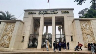 حديقة حيوان الجيزة تستعد لمرحلة جديدة.. تفاصيل التطوير وعودة الزوار