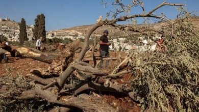 قبل موسم الحصاد.. جرافات الاحتلال تقتلع مئات أشجار الزيتون الفلسطينية في الضفة الغربية