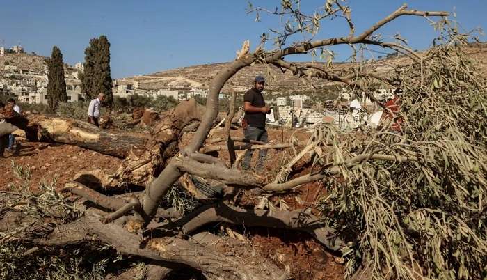 قبل موسم الحصاد.. جرافات الاحتلال تقتلع مئات أشجار الزيتون الفلسطينية في الضفة الغربية