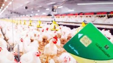مقترح جديد لإضافة الأوراك والبانيه إلى بطاقة التموين.. «شعبة الدواجن» تكشف التفاصيل