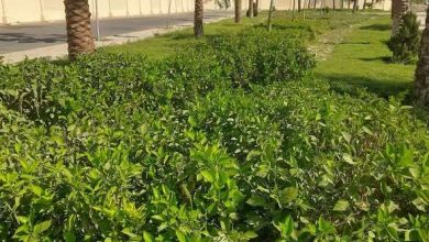 وزيرة الإسكان تتابع موقف مشروعات المرافق وأعمال التطوير ورفع الكفاءة والتصدي للمخالفات بمدينتي "الشيخ زايد وحدائق أكتوبر"