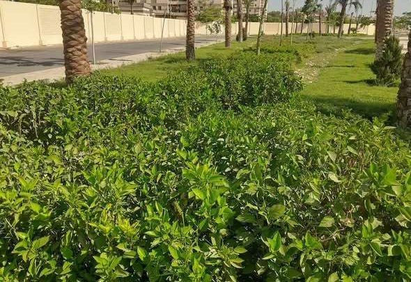 وزيرة الإسكان تتابع موقف مشروعات المرافق وأعمال التطوير ورفع الكفاءة والتصدي للمخالفات بمدينتي "الشيخ زايد وحدائق أكتوبر"