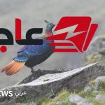أبحاث تكشف تغير صوت طائر من جبال الهيمالايا بفعل النشاط البشري