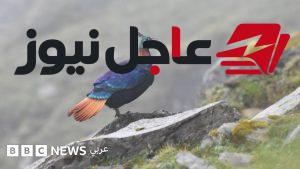أبحاث تكشف تغير صوت طائر من جبال الهيمالايا بفعل النشاط البشري