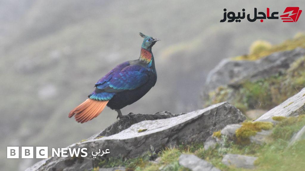 أبحاث تكشف تغير صوت طائر من جبال الهيمالايا بفعل النشاط البشري