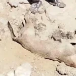 هجوم ذئب على سكان قرية مصرية يثير حالة من الذعر والتوتر