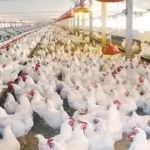 بورصة الدواجن تسجل أسعار الفراخ ليوم الجمعة 16-10-2026 في السوق المحلية