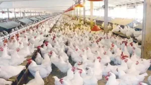 بورصة الدواجن تسجل أسعار الفراخ ليوم الجمعة 16-10-2026 في السوق المحلية