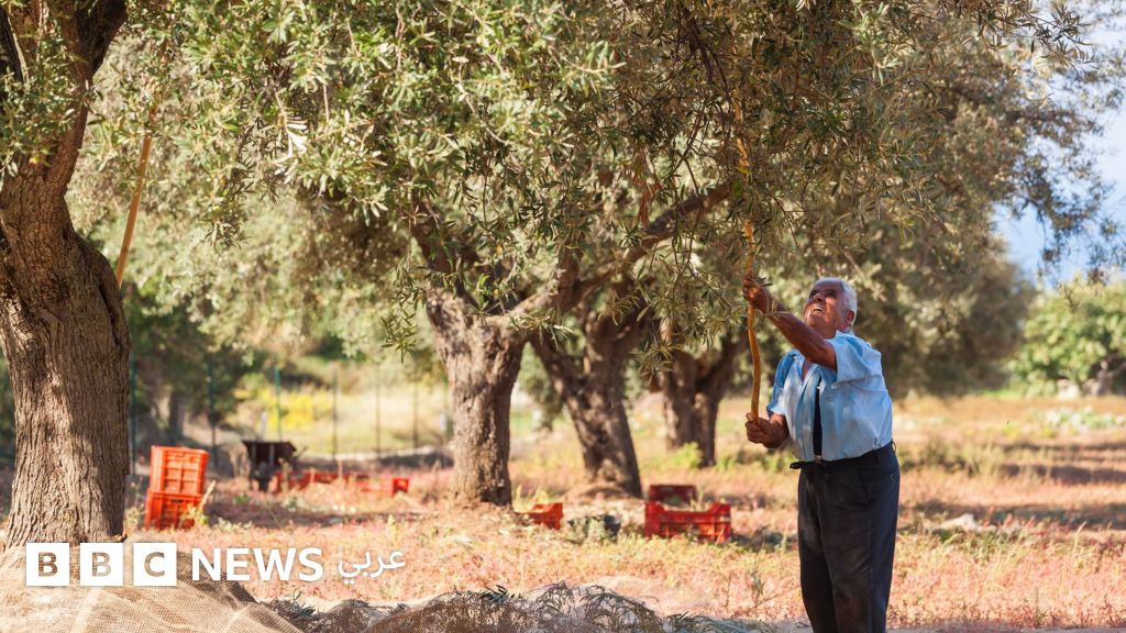 فلسطينيون في الضفة الغربية يشكون هجوم مستوطنين على محاصيل الزيتون خلال موسم الحصاد