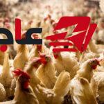 تفاوت أسعار الدواجن بين 12 و36 جنيهًا في الفترة الأخيرة وفقًا للتقارير الاقتصادية