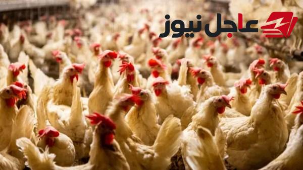 تفاوت أسعار الدواجن بين 12 و36 جنيهًا في الفترة الأخيرة وفقًا للتقارير الاقتصادية