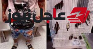 ضبط 10 طيور حية مهربة مخفية في الملابس الداخلية لمسافر بمطار ميامي
