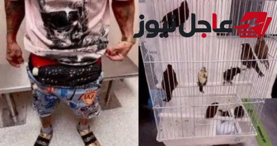 ضبط 10 طيور حية مهربة مخفية في الملابس الداخلية لمسافر بمطار ميامي