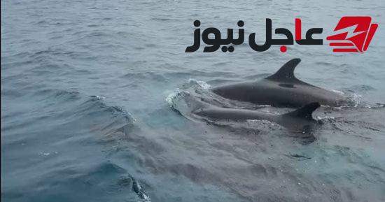 رصد مجموعة من الدلافين القاتل الكاذب قرب جزيرة الأشرفي بالبحر الأحمر في حدث نادر