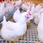 ارتفاع أسعار الدواجن إلى 95 جنيهًا للكيلو في الأسواق المصرية وأسباب الزيادة