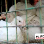 مواطنون يشكون من ارتفاع أسعار الدواجن وشراء الهياكل للشوربة والشعبة تؤكد خسائر المنتجين