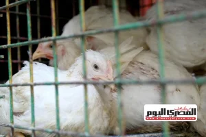 شعبة الدواجن تقترح حلولاً لتحسين توازن الأسعار بعد ارتفاعها في الأسواق